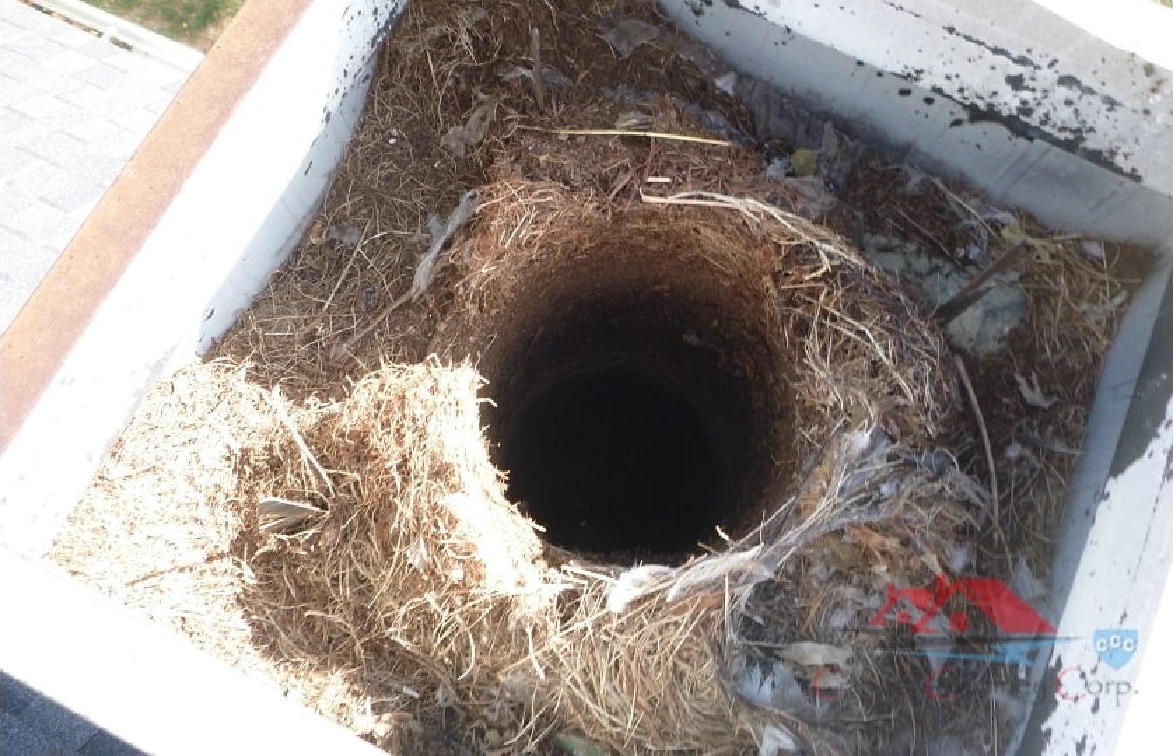 Chimney Nest & Animal Removal Capital Chimney Corp