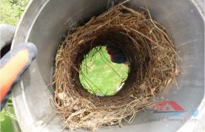 Chimney Animal Removal